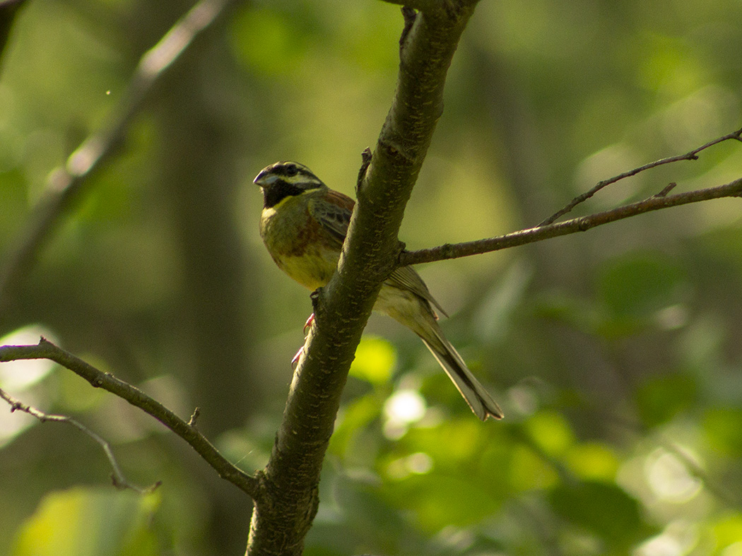 Cirl Bunting
