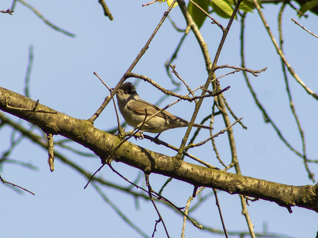 Eurasian Blackcap