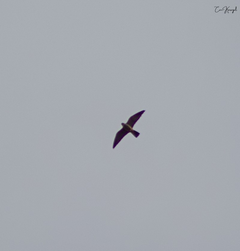Eurasian Hobby