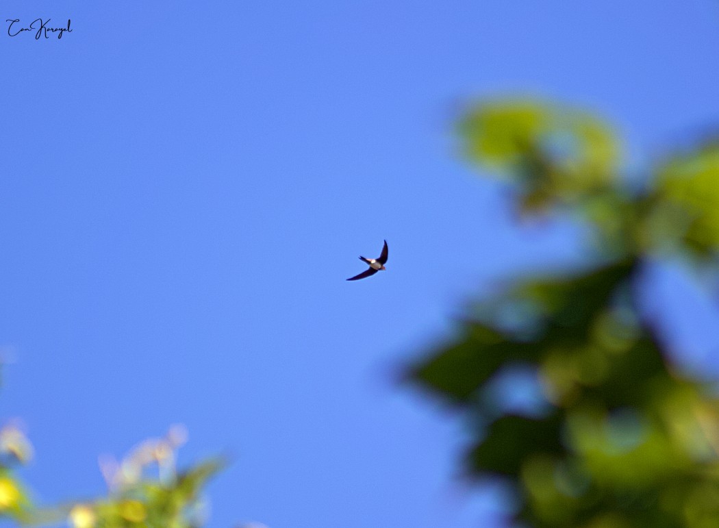Alpine Swift