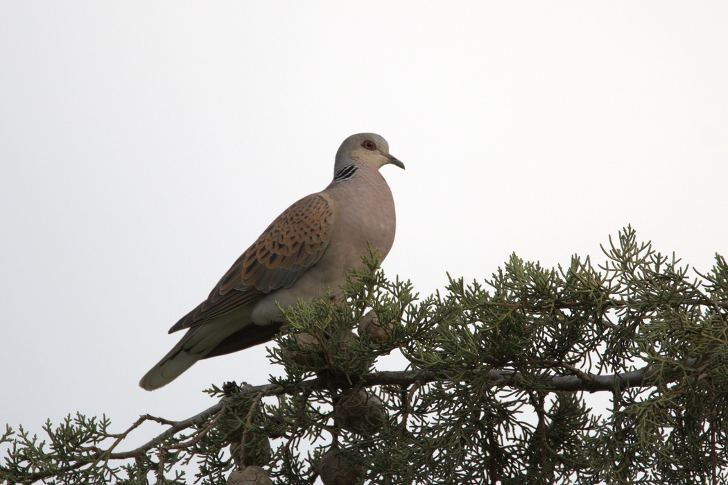 European Turtle Dove