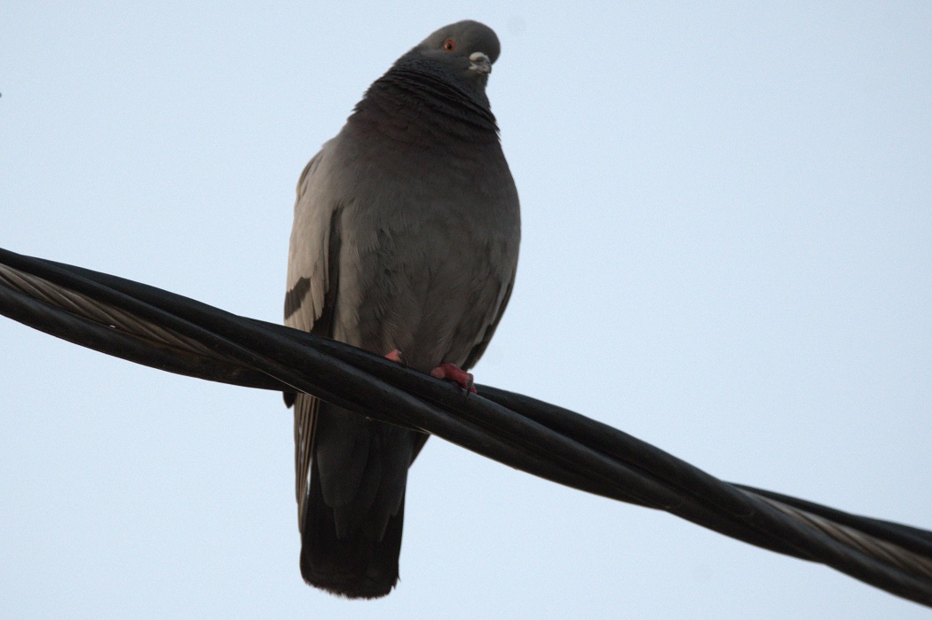Rock Dove