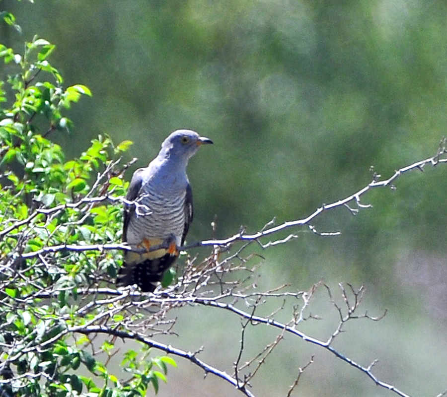 Common Cuckoo