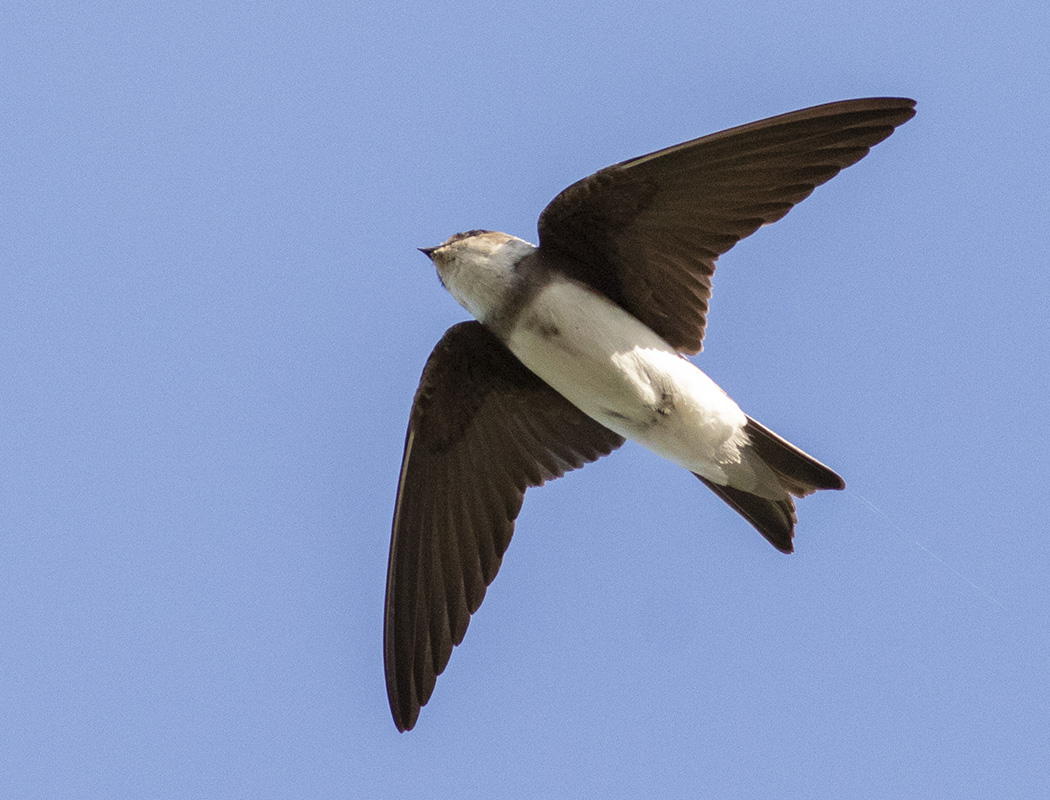 Sand Martin
