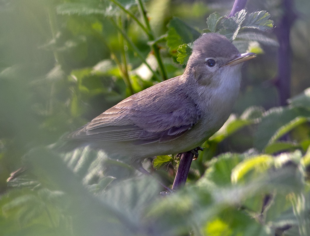 Eastern Olivaceous Warbler