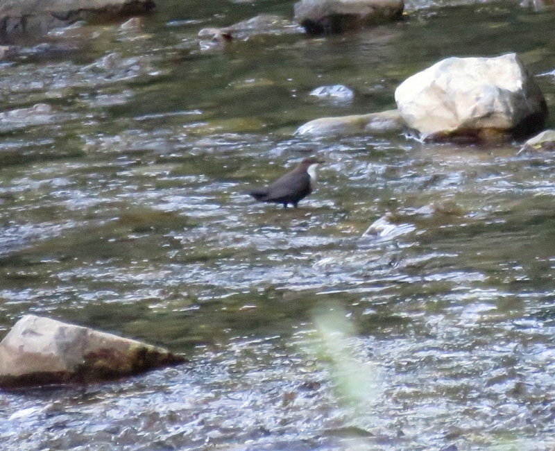 White-throated Dipper