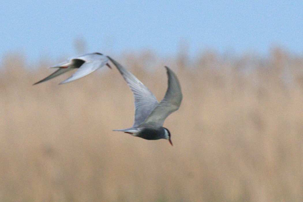 Whiskered Tern