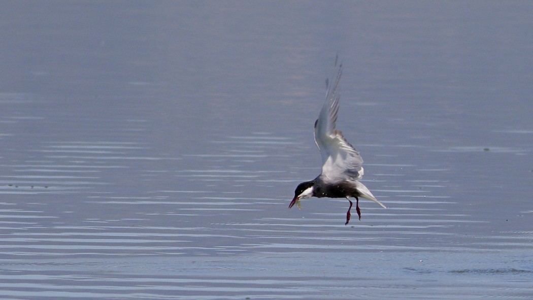 Whiskered Tern