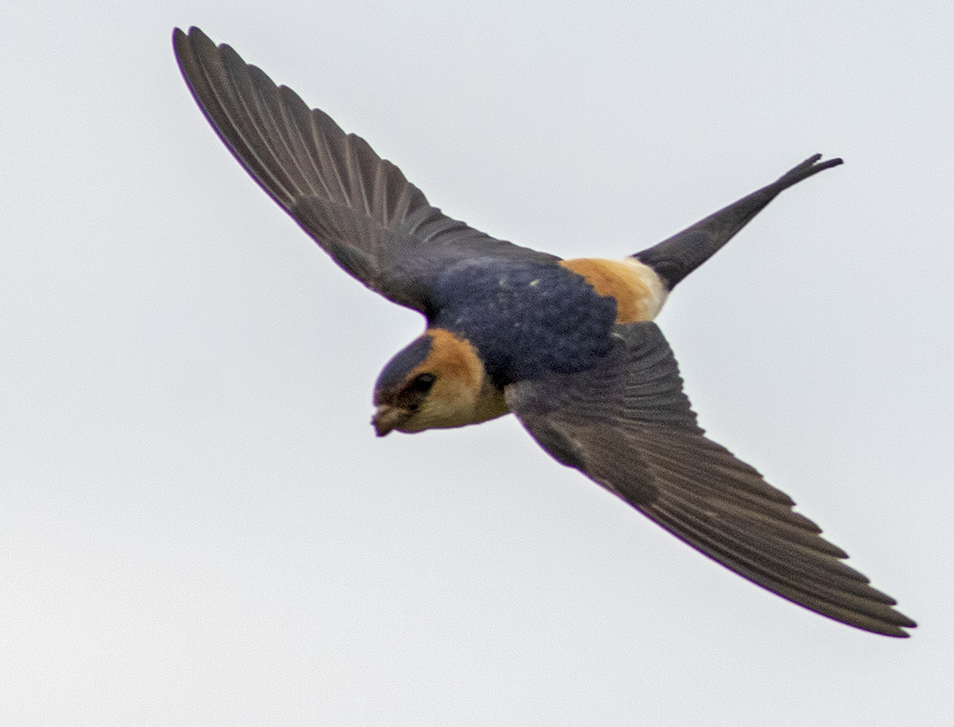 European Red-rumped Swallow