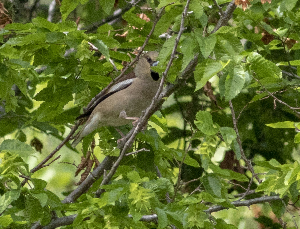 Hawfinch