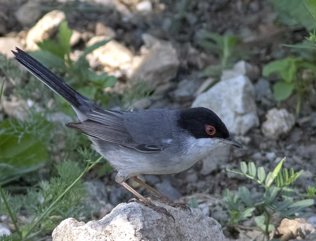 Sardinian Warbler