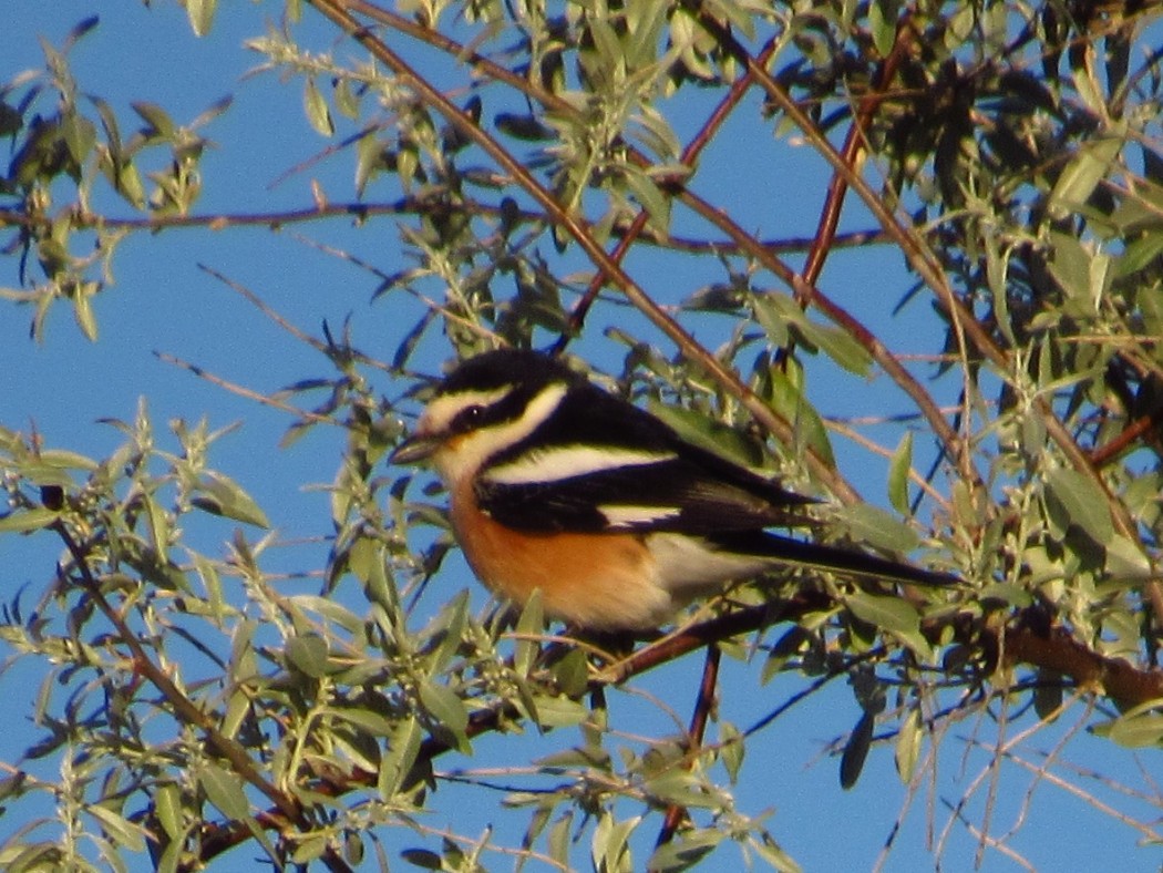 Masked Shrike