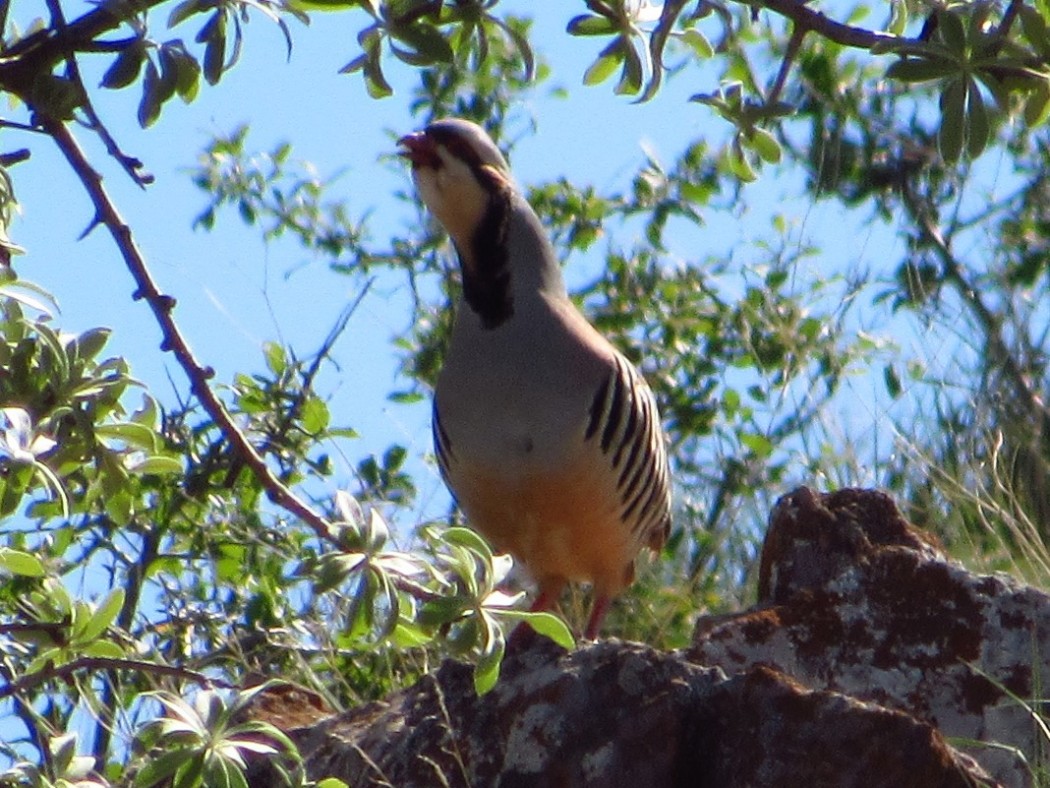 Chukar Partridge