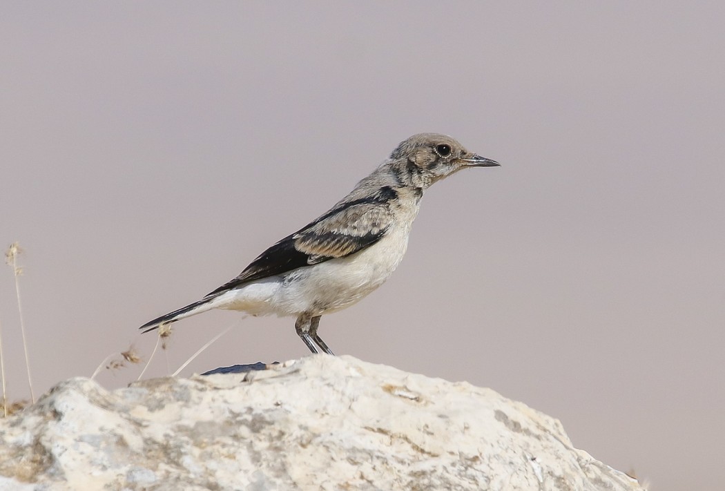 Finsch`s Wheatear