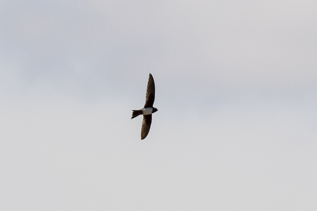 Alpine Swift