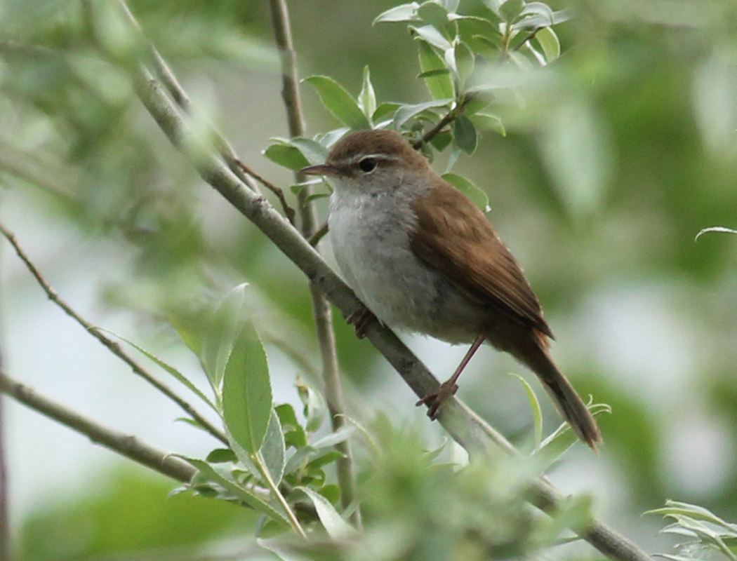 Cetti`s Warbler