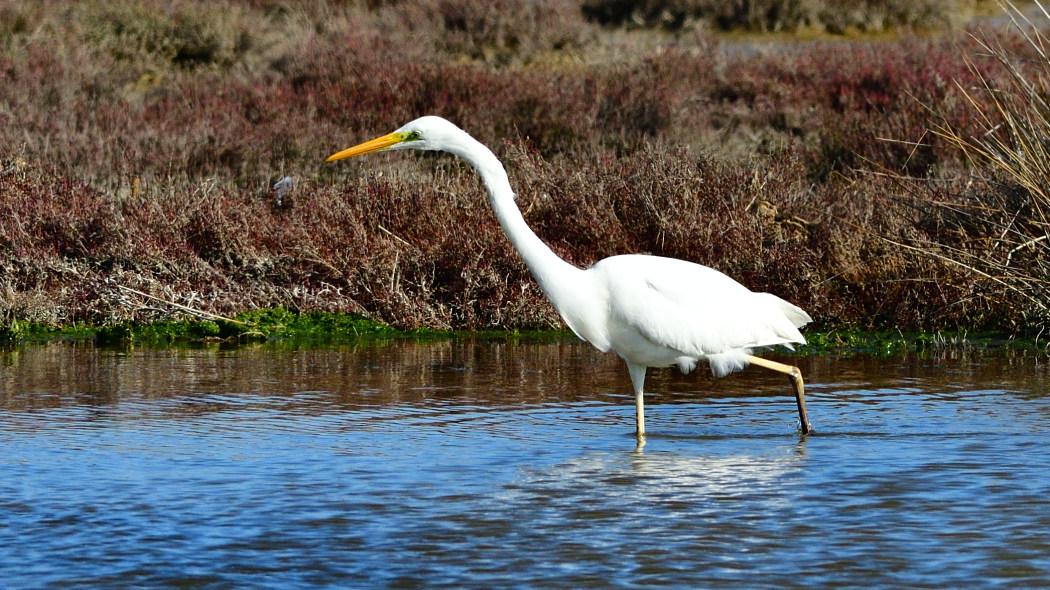 Great Egret