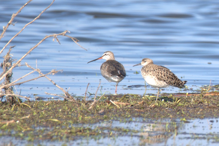 Spotted Redshank
