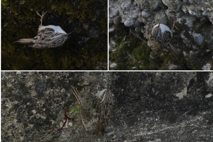 Short-toed Treecreeper