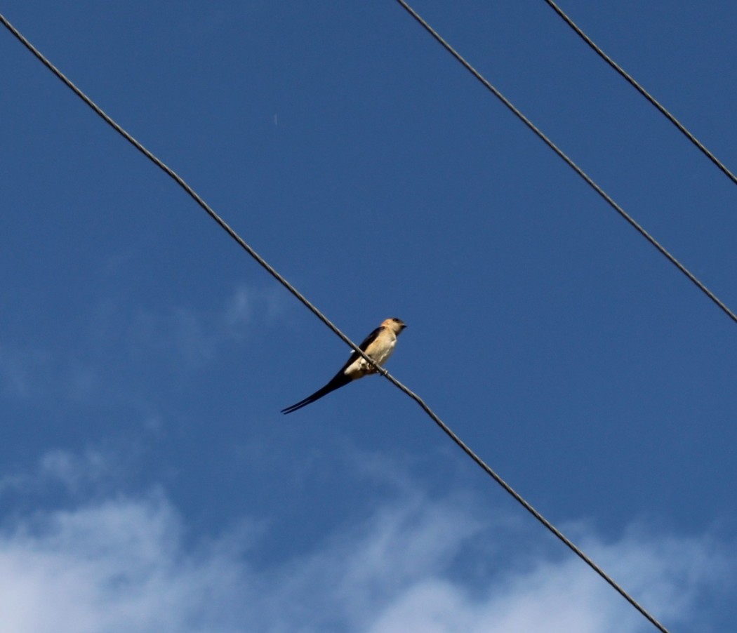 European Red-rumped Swallow