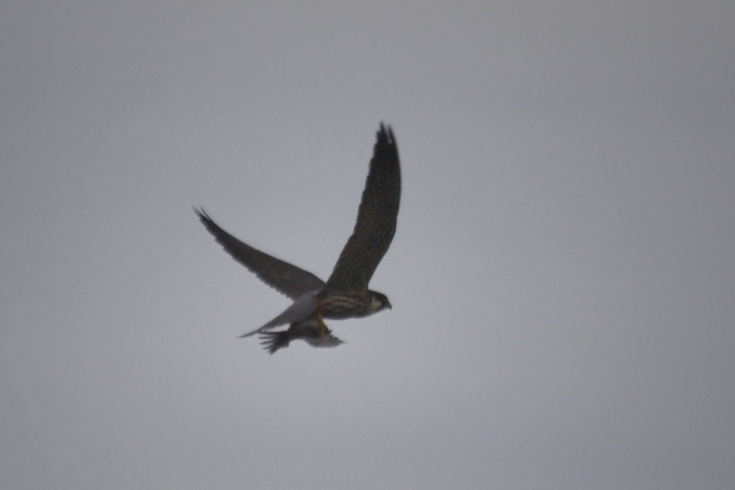 Eurasian Hobby