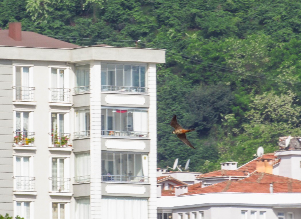 Eurasian Hobby