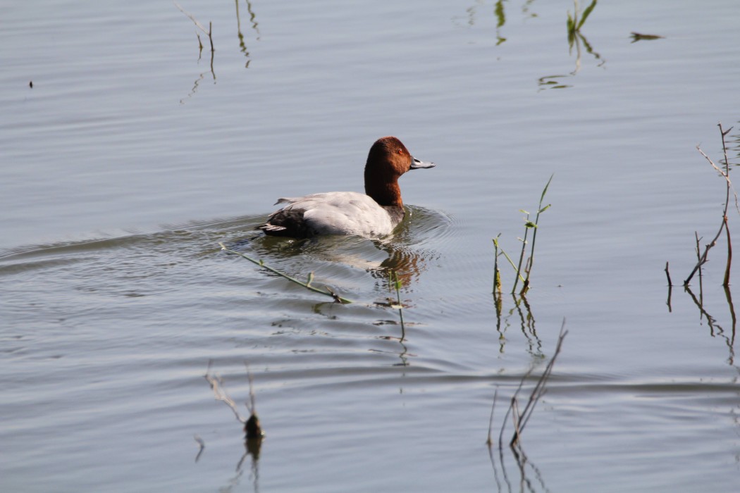 Common Pochard