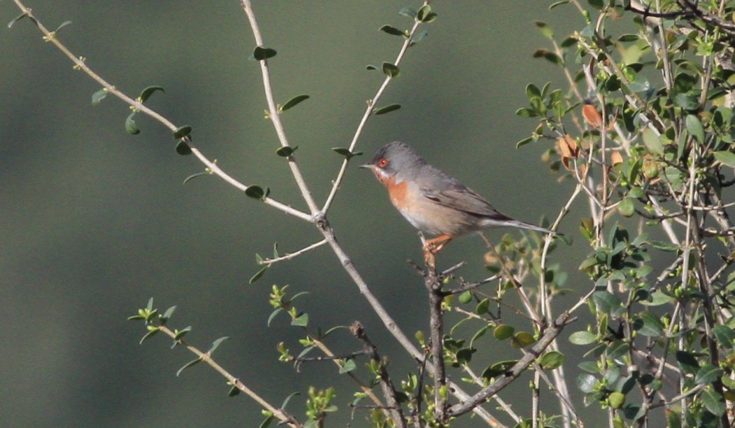 Subalpine Warbler