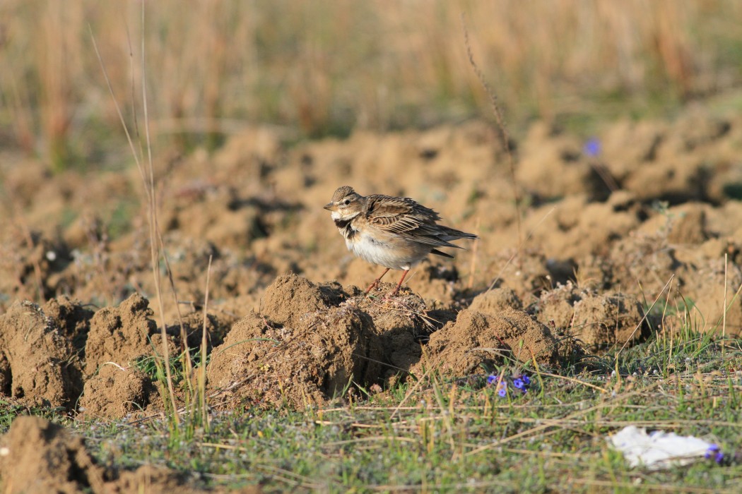 Calandra Lark