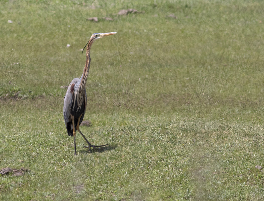 Purple Heron