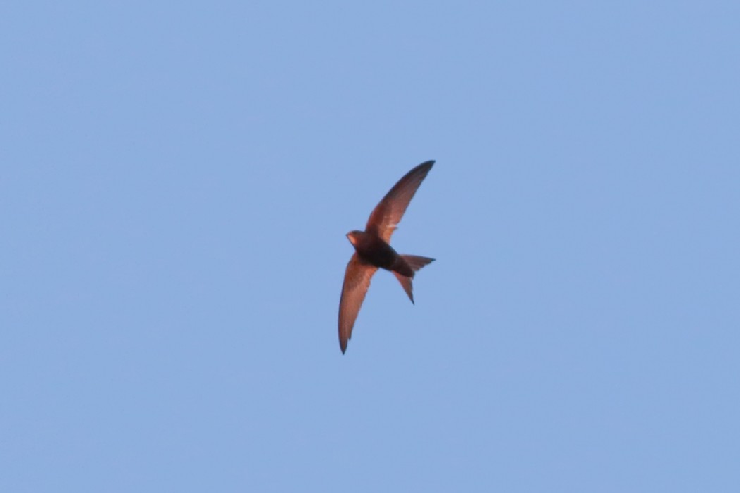 Common Swift