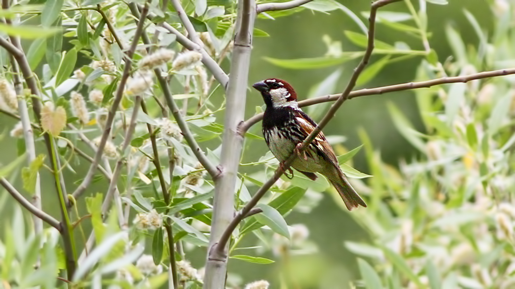 Spanish Sparrow