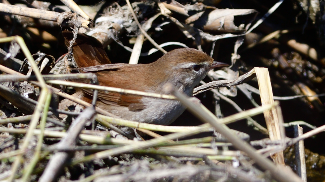 Cetti`s Warbler