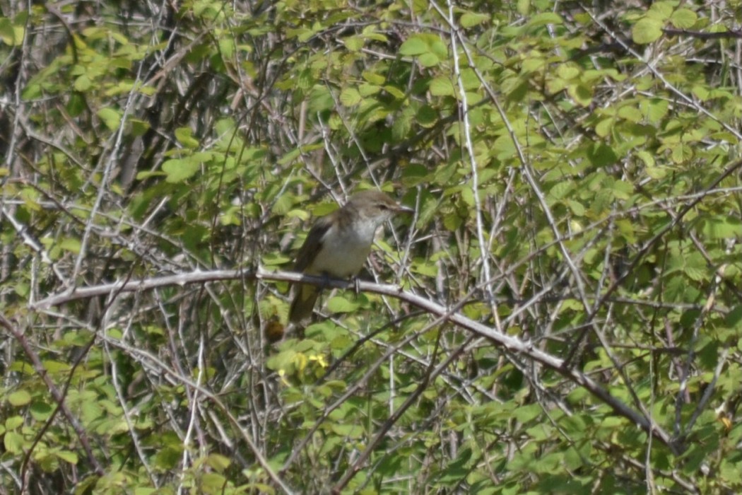 Great Reed Warbler