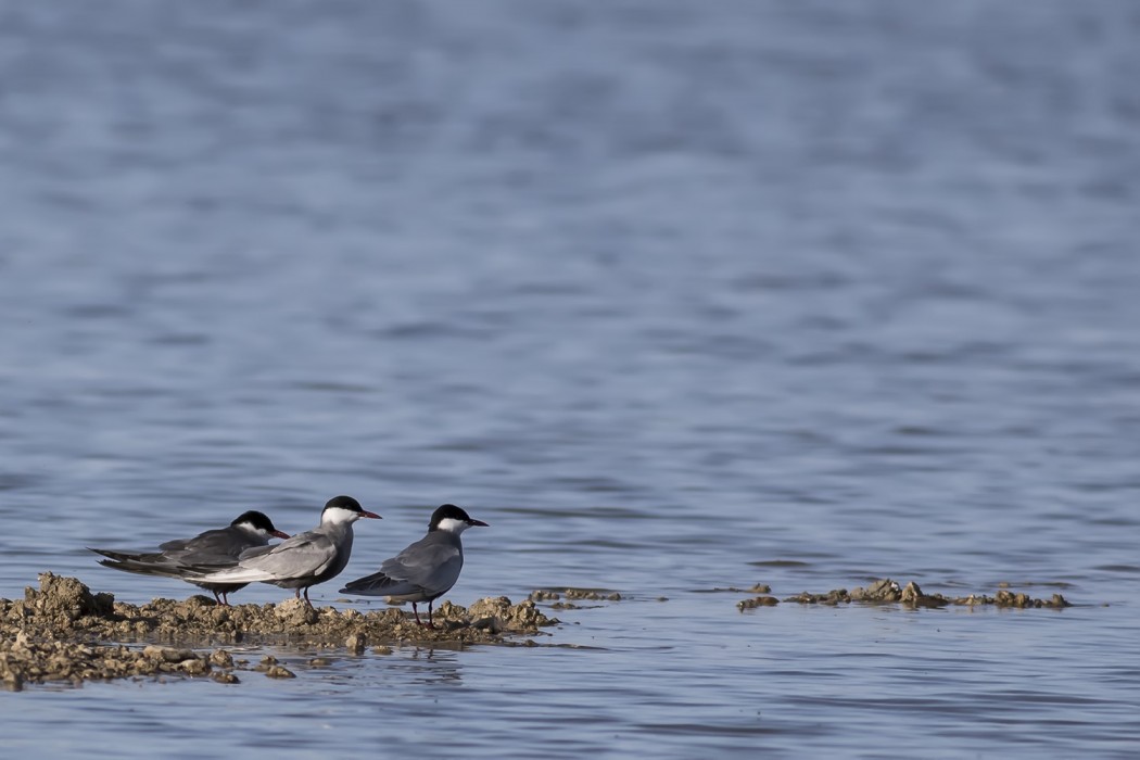 Whiskered Tern