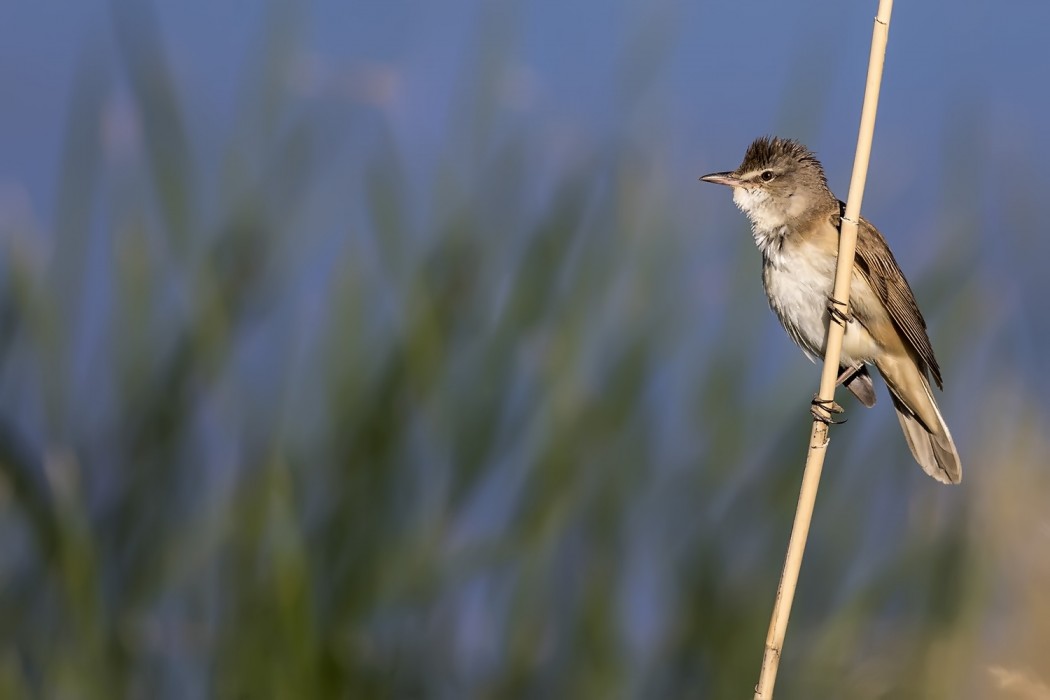 Great Reed Warbler