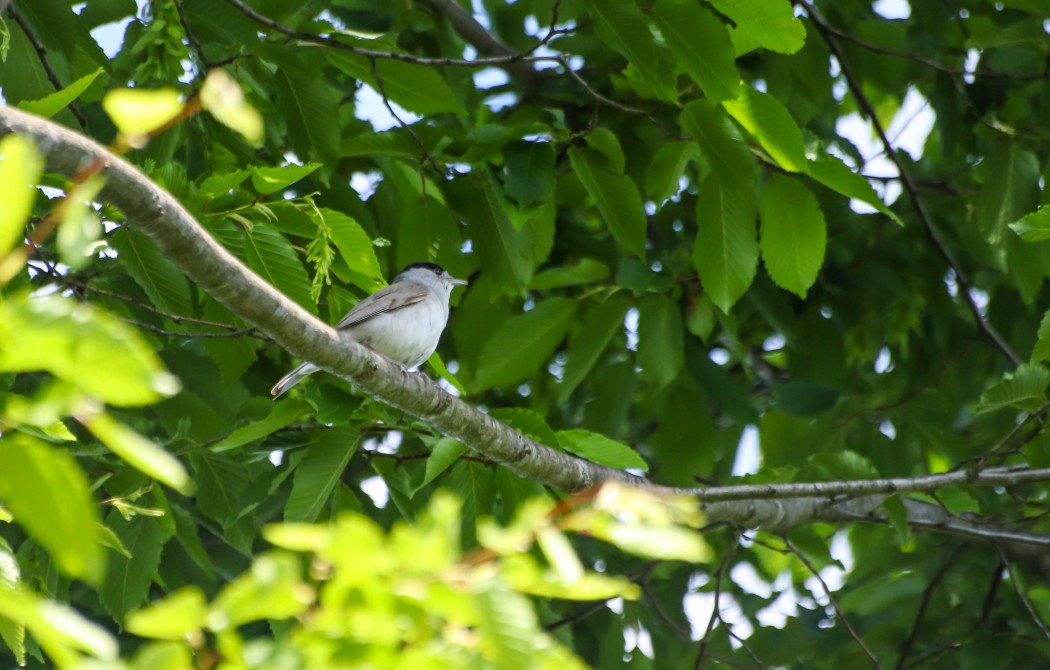 Eurasian Blackcap