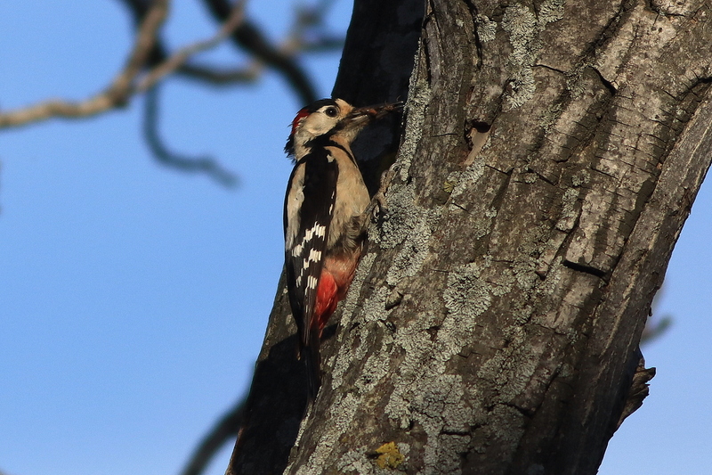 Syrian Woodpecker