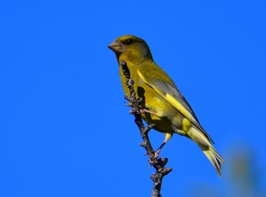 European Greenfinch