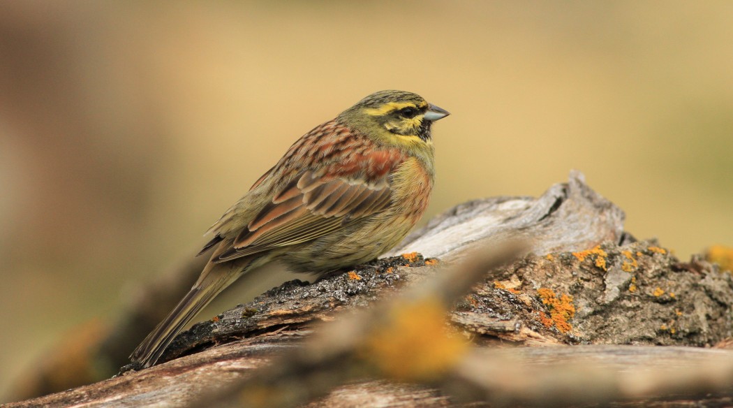 Cirl Bunting