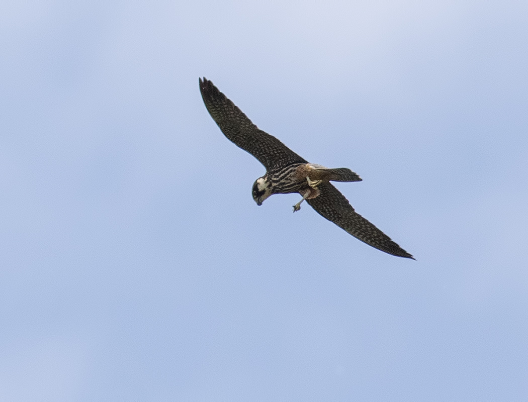 Eurasian Hobby