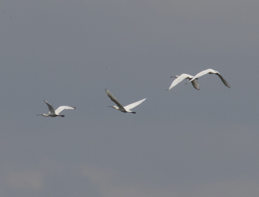 Eurasian Spoonbill