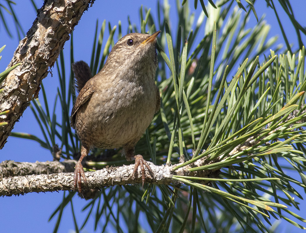 Eurasian Wren