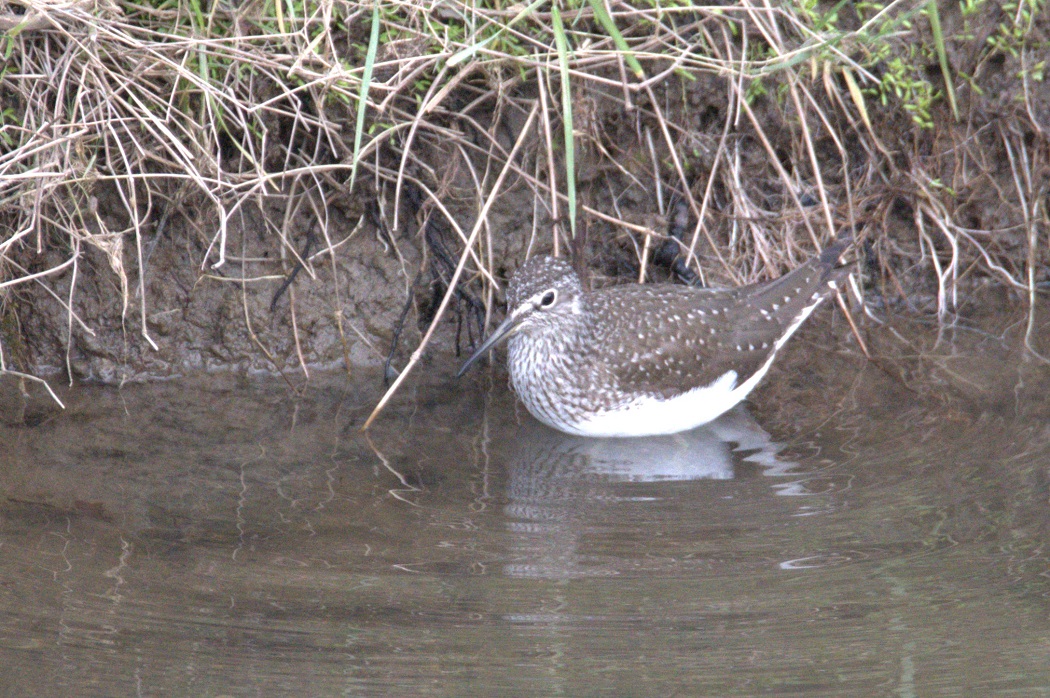 Green Sandpiper