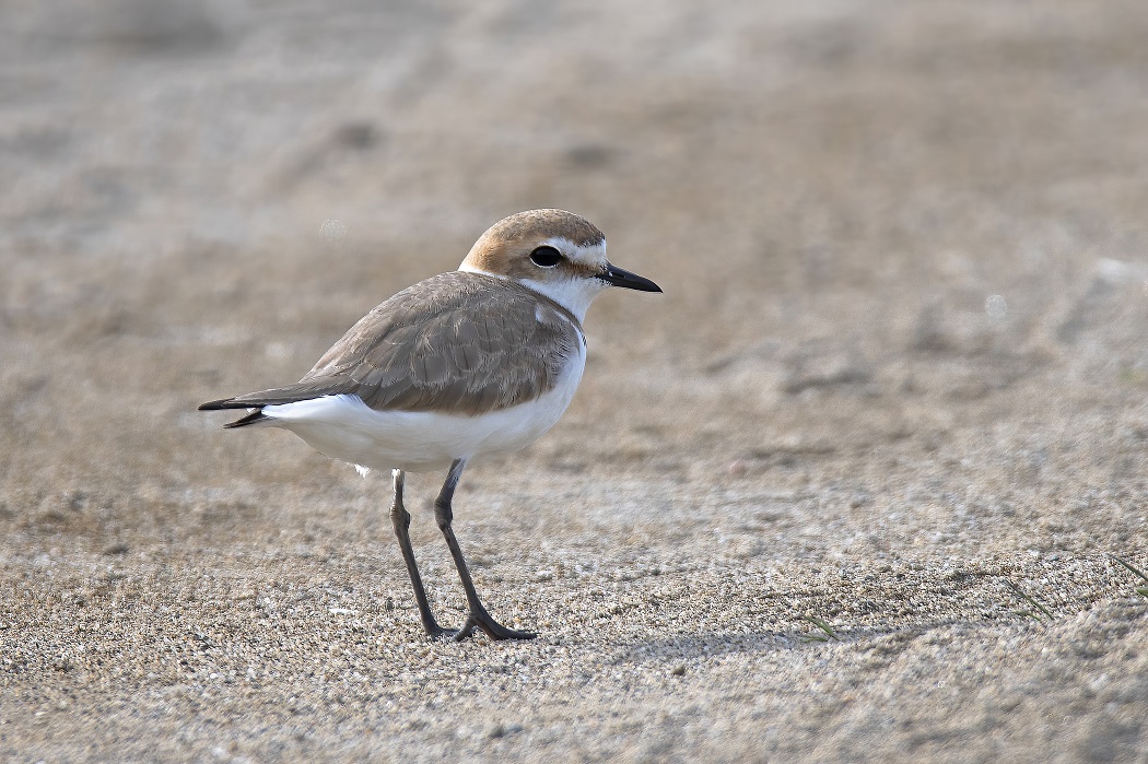 Kentish Plover