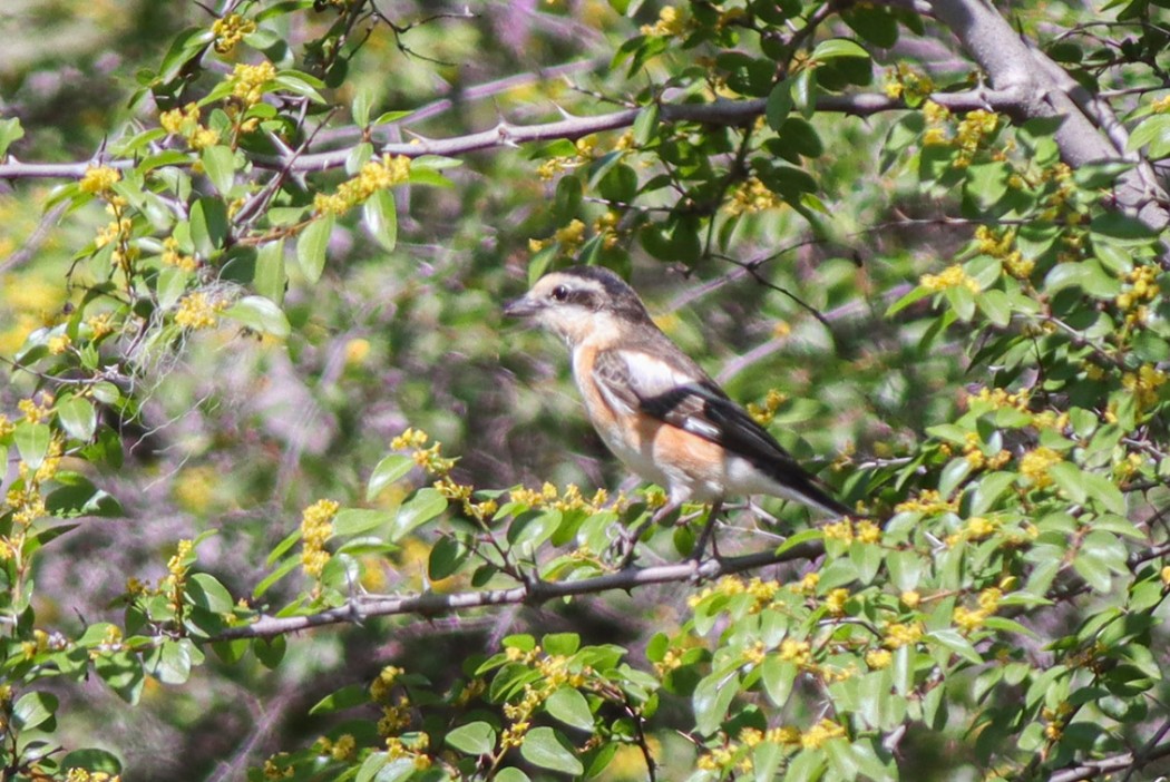 Masked Shrike