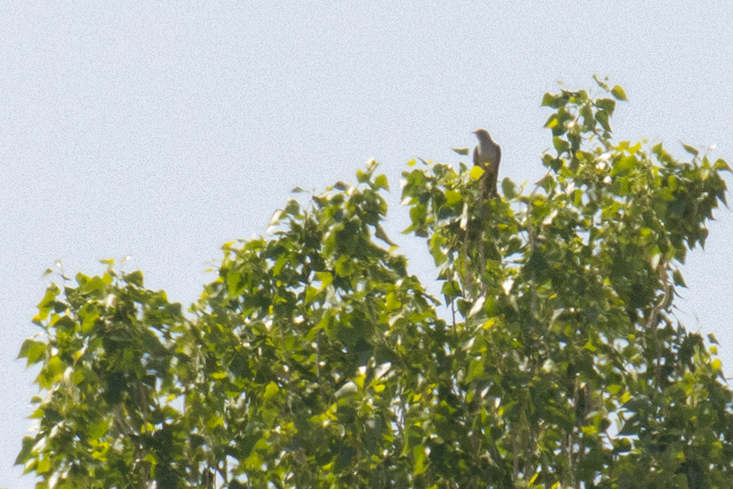 Common Cuckoo