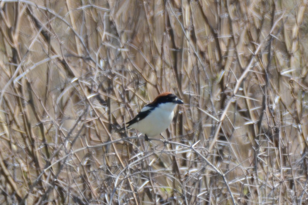 Woodchat Shrike