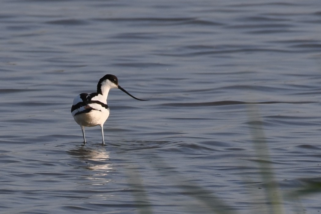 Pied Avocet