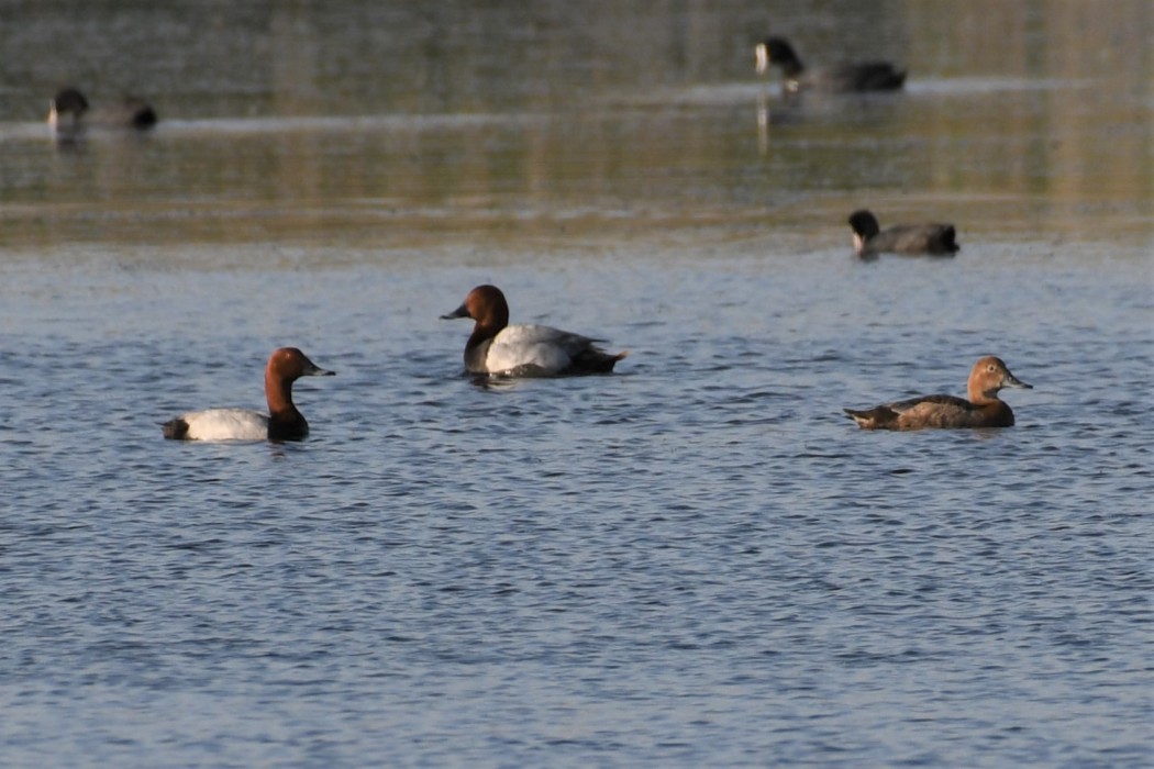 Common Pochard
